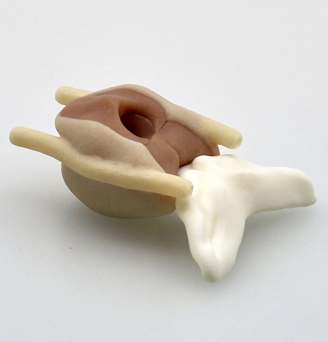 QUEL Imaging Prostate phantom