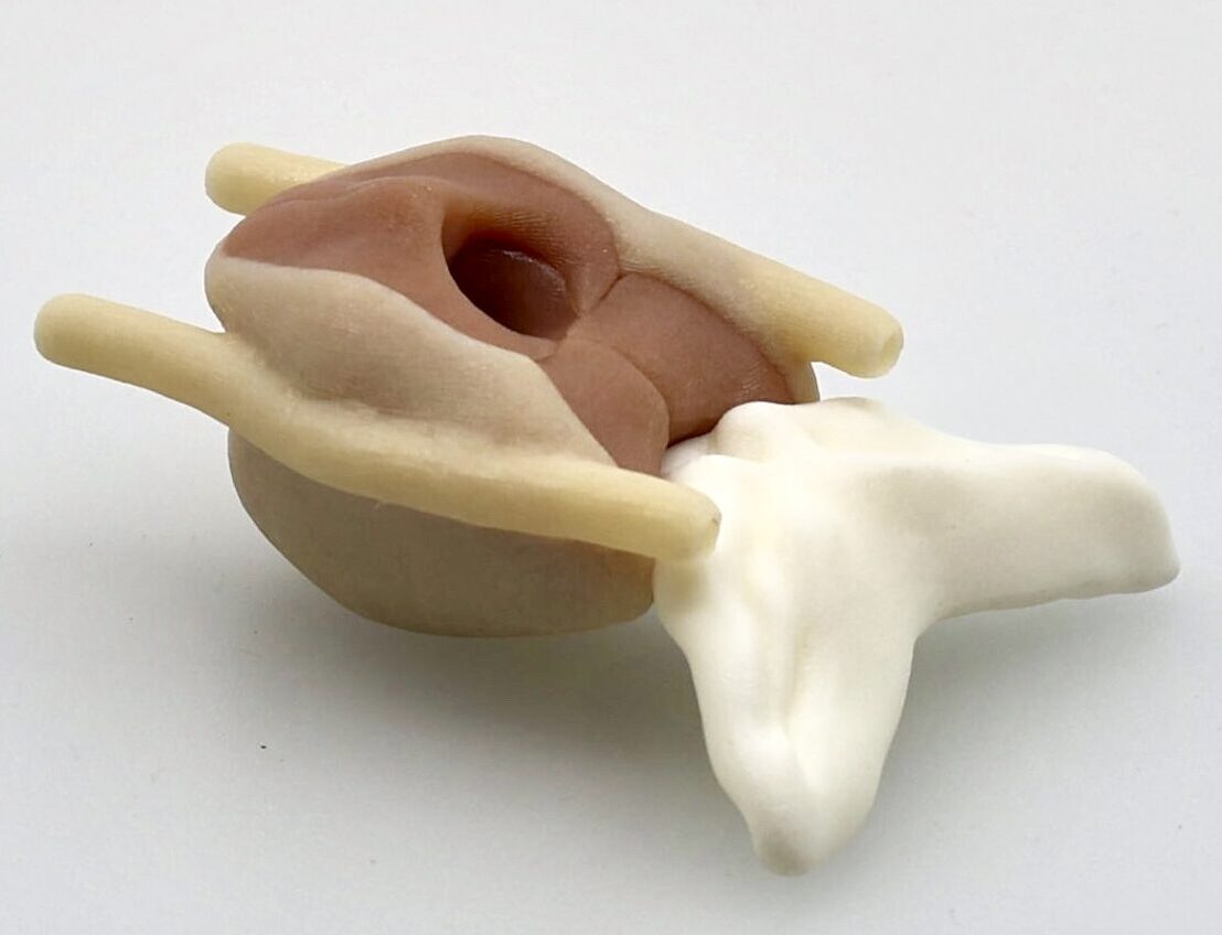 QUEL Imaging Prostate phantom